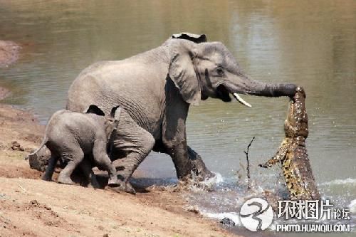 世界上最凶残的动物+残暴鳄鱼行凶瞬间盘点-科