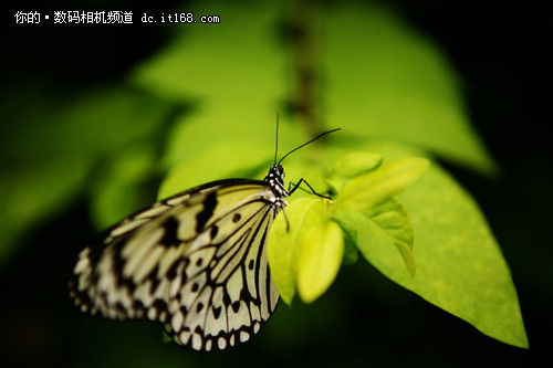 微距是怎么拍出来的 20110719105330109.jpg