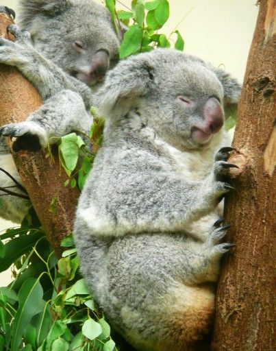 考拉在哪个城市 20120830152105384.jpg