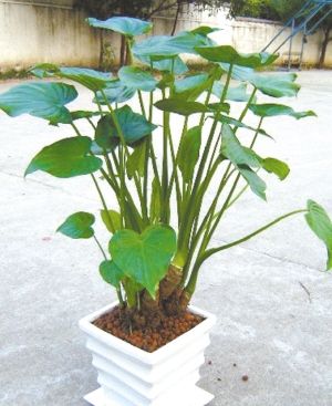 什么是滴水观音花图片 20120911082807682.jpg