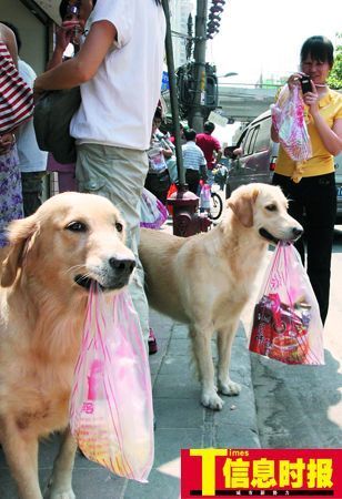 怎么看小狗能不能打猎 20120928070531486.jpg