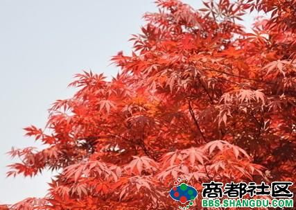 最美红叶景点 20121030075306586.jpg