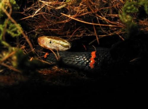 世界罕见的毒蛇 20121105181417734.jpg