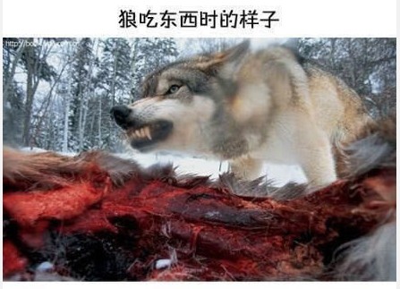 哈士奇与狼的区别(图解)