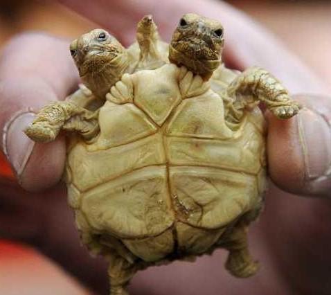 4,海子湖奇异三头龟 2001年;海子湖中发现一个圆桌大的三头龟和2条3