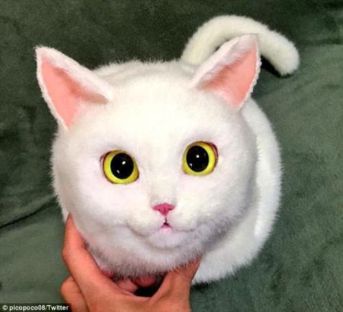 日本家庭妇女猫型包红遍推特