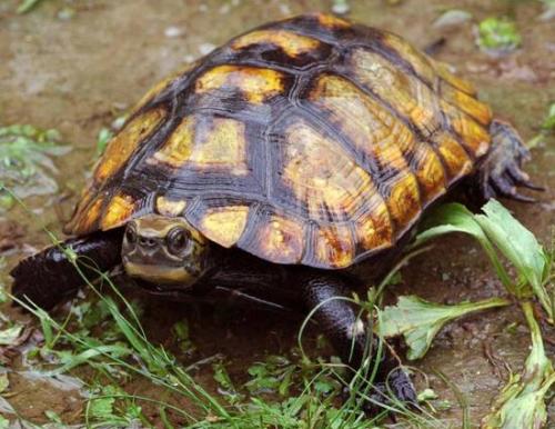 日本石龟被中国买出种群危机