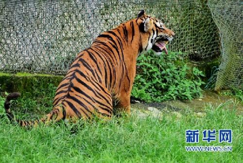再次成功繁殖华南虎 中国10大濒危野生动物盘点