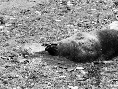 合肥路边发现棕熊尸体 市民上班途中发现“怪物”众说纷纭