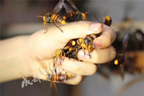 台州泥鳅黄鳝养殖网箱_养殖黄鳝泥鳅收入多少(2)