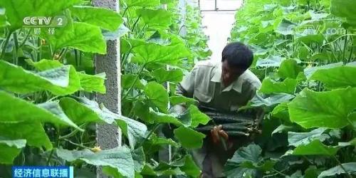 白菜卖出白菜价但黄瓜却涨了!都是蔬菜,差距咋那么大?