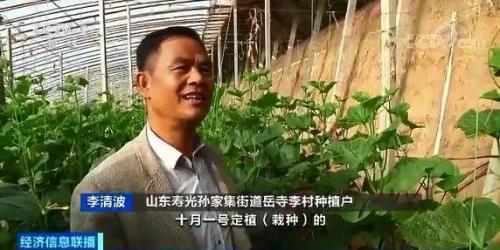 白菜卖出白菜价但黄瓜却涨了!都是蔬菜,差距咋那么大?