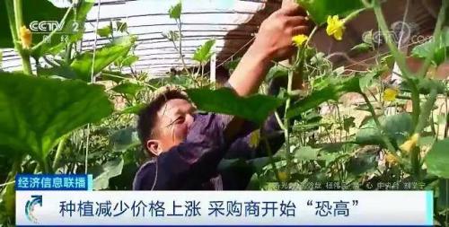 白菜卖出白菜价但黄瓜却涨了!都是蔬菜,差距咋那么大?