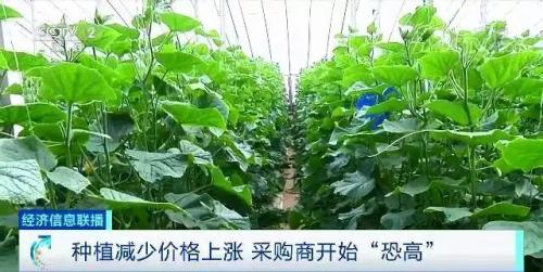 白菜卖出白菜价但黄瓜却涨了!都是蔬菜,差距咋那么大?
