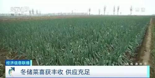 白菜卖出白菜价但黄瓜却涨了!都是蔬菜,差距咋那么大?