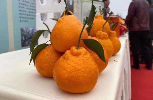 京东生鲜首届四川蒲江柑橘节正式开幕 “蒲江柑橘”搭上互联网的高速路