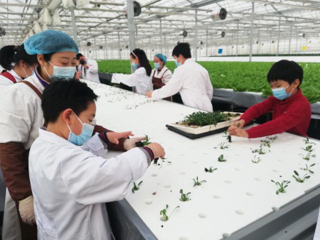 高端蔬菜与农业科普知识两手抓，京东植物工厂打造健康生活新方式