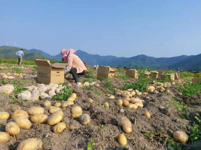 2万农户8万吨马铃薯滞销，京东物流携手京喜48小时卖出2万单