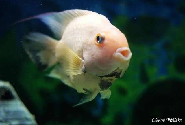 春季水族用品消量骤增210% 京东宠物鱼人节开启直降秒杀模式
