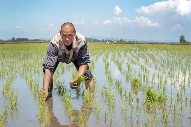 京东五常大米农户陈志阳的首次618：从卖原稻到加工打包发货一条龙的发展路