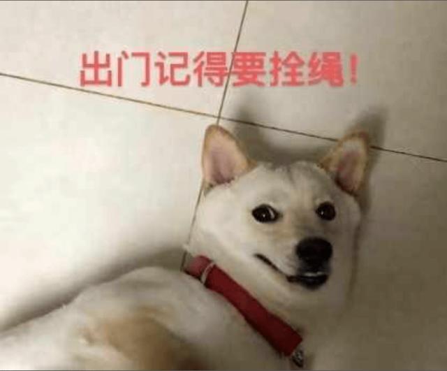 宠物犬牵引指南来了 京东宠物推出环保遛狗、高效遛狗小贴士
