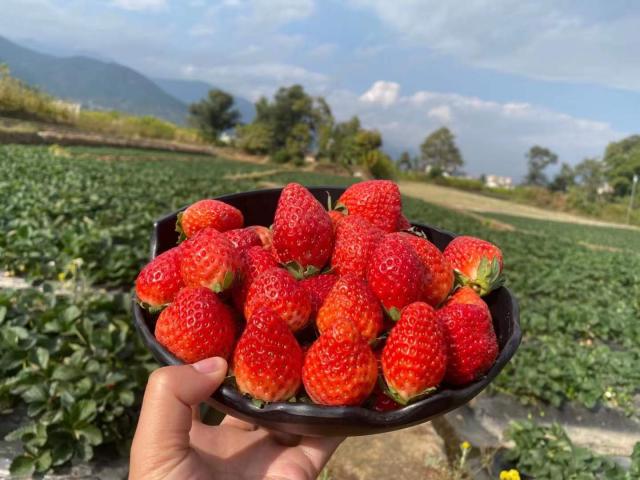 10天卖出150多吨，90后大学生在京东生鲜推动大凉山草莓畅销