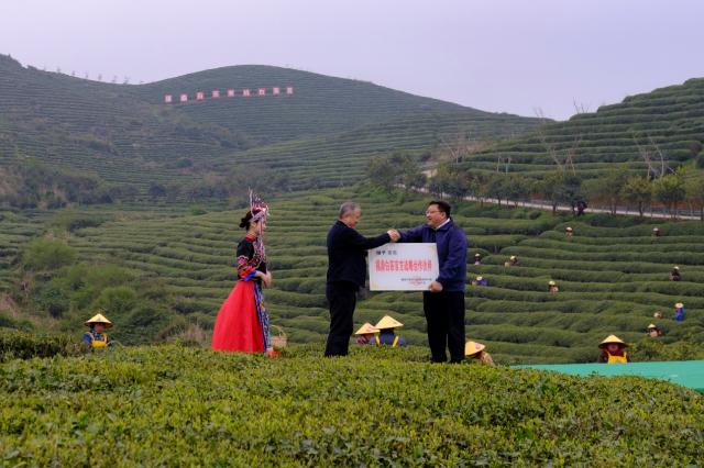 联合福鼎市政府打通春茶销售通路  京东助力30万亩茶园产业化转型