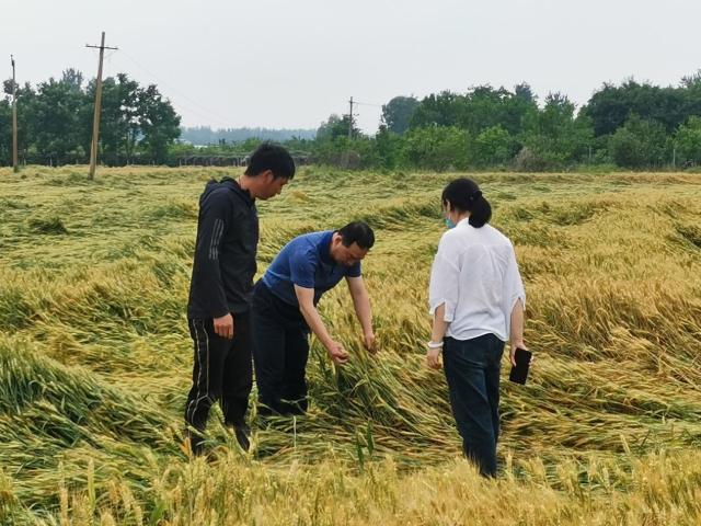 聚焦粮食安全 服务乡村振兴——中华财险全面推进农业保险高质量发展