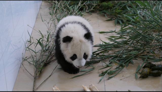 中华保险集团终生认养大熊猫“华宝” 开启大熊猫公益保护计划