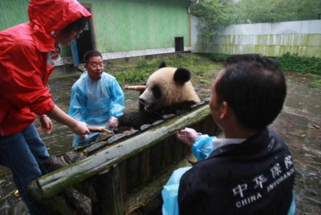“熊猫碳汇” 守护国宝幸福家园