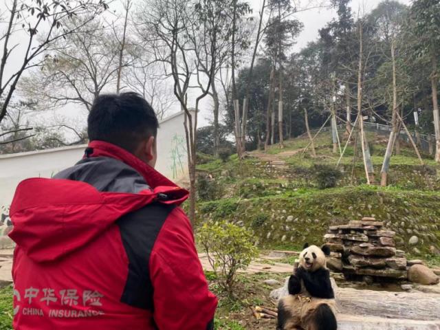 “熊猫碳汇” 守护国宝幸福家园