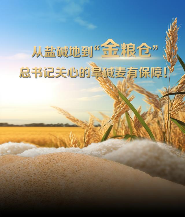 从盐碱地到“金粮仓” 总书记关心的旱碱麦有保障！