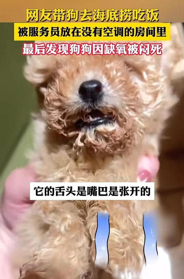 网红火锅店海底捞遭遇宠物安全丑闻,优质服务形象崩塌?