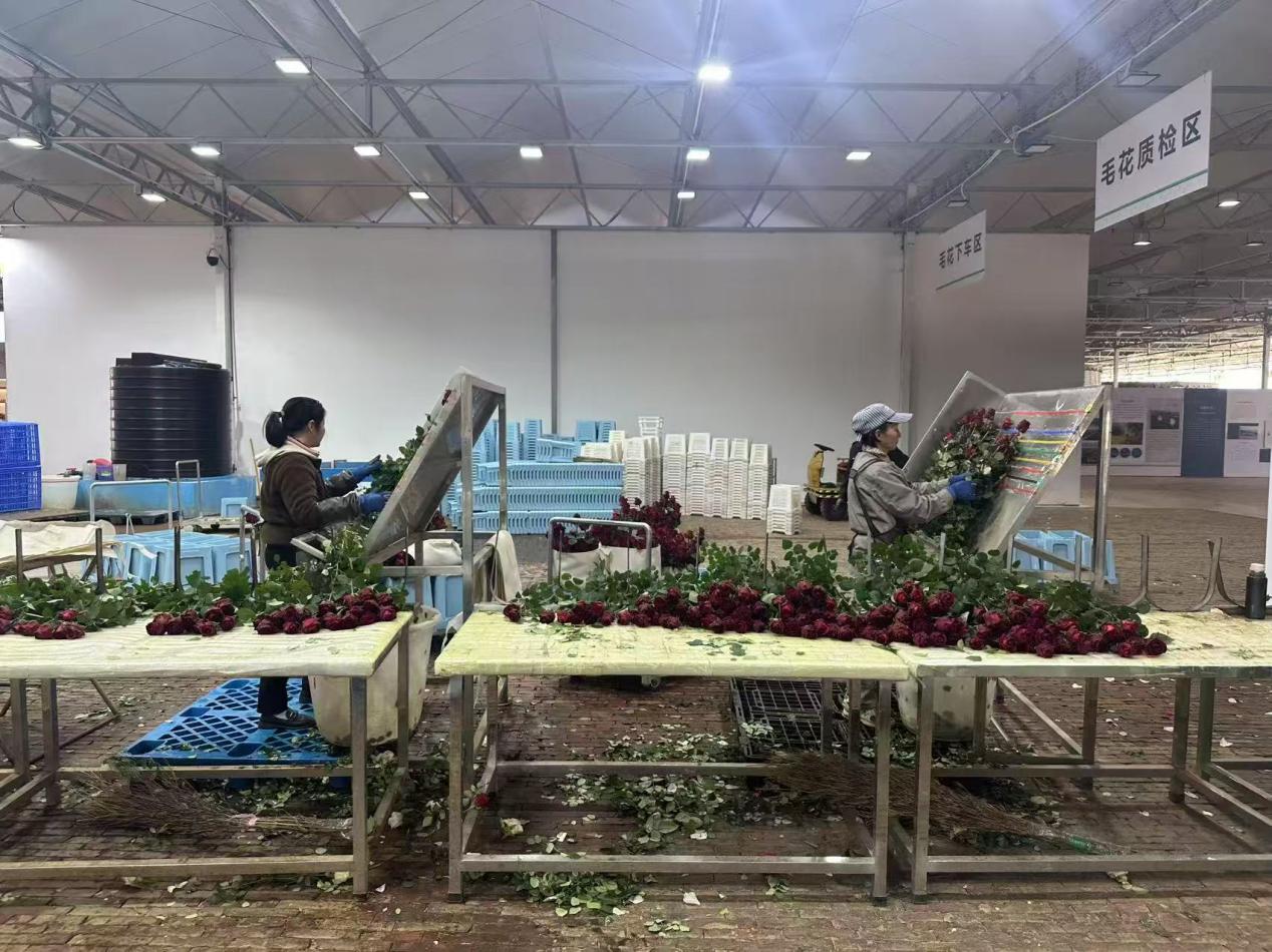 【发布版】助力“美丽产业”成为“幸福产业” 恒丰银行支持云南省花卉产业发展再提速