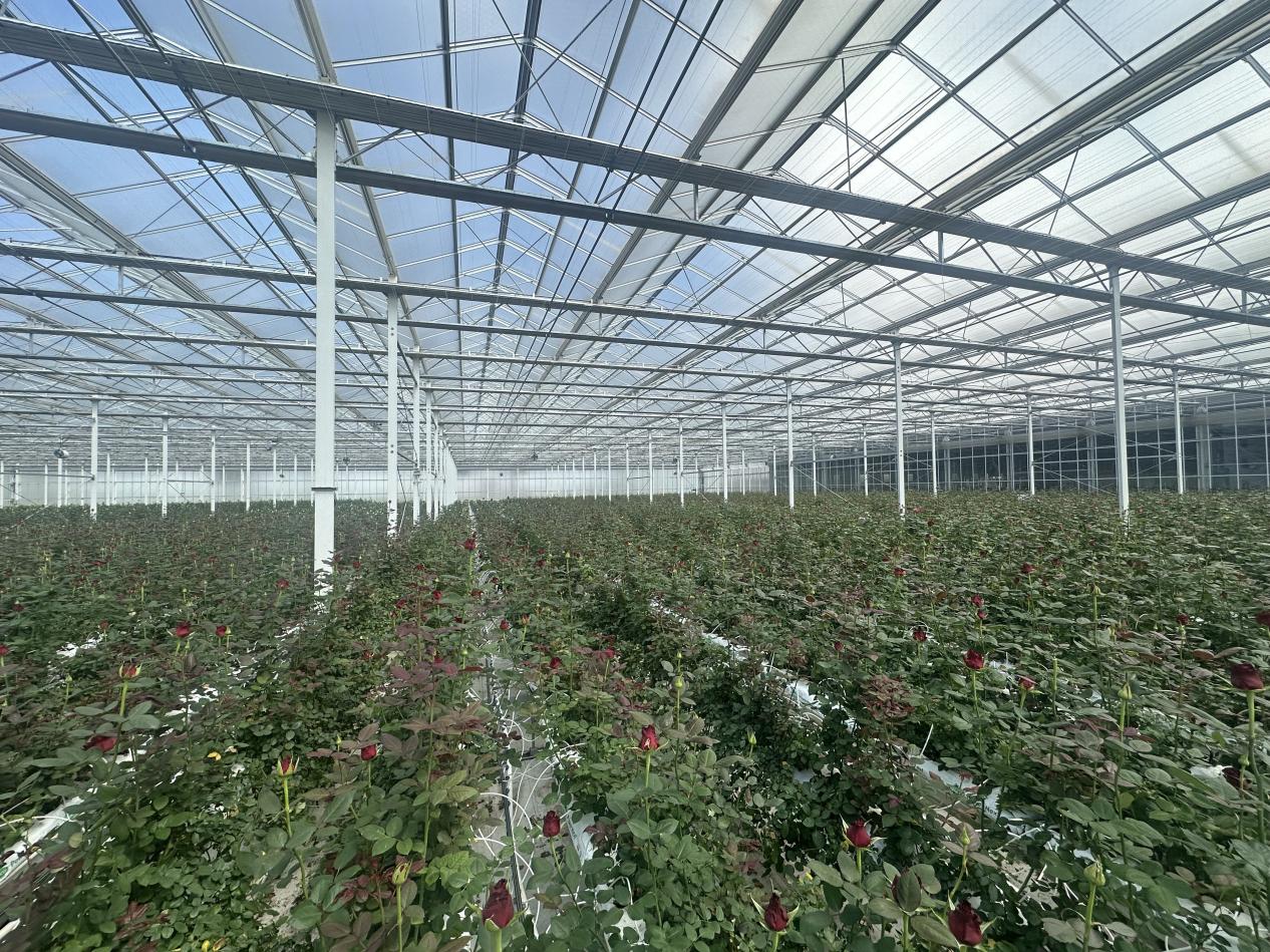 【发布版】助力“美丽产业”成为“幸福产业” 恒丰银行支持云南省花卉产业发展再提速