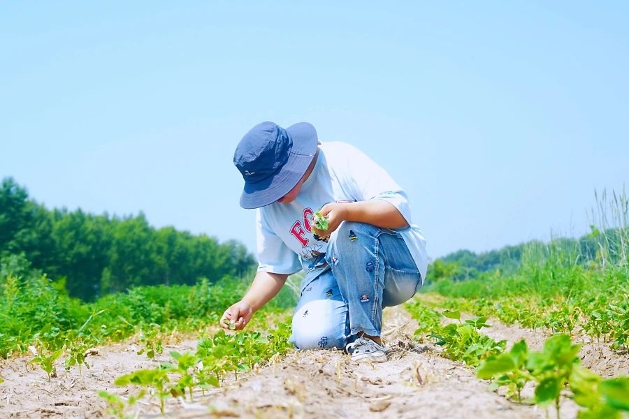 元气森林好自在发力原料端，首个红豆种植基地迎来抽苗期