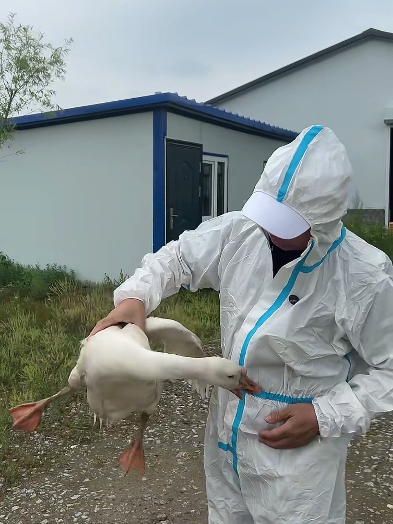 修改-【金融界】周黑鸭20250801