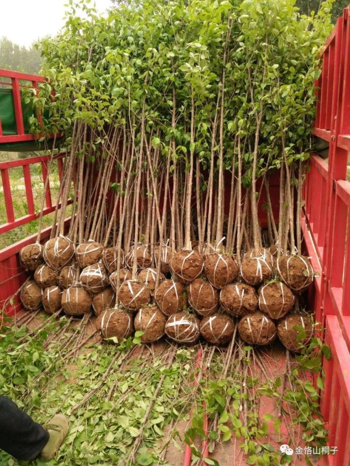 金恪农业生态各基地全面推进山桐子种植工作-金融界