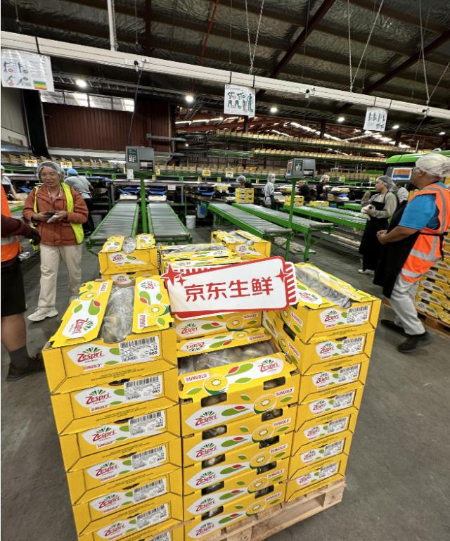 今年首船佳沛奇异果抵运上海港口降价幅度高达18一颗金果售价不到10元